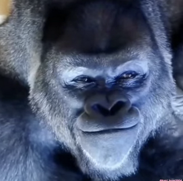 [Кошачья Бацыла] Подписка на контент. На 1 месяц. _0.png